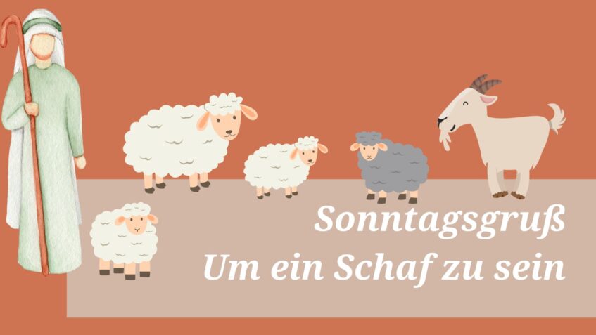 Sonntagsgruß: Um ein Schaf zu sein